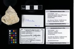 Foto (Objekt + Etikett) von Pithonoton sp.  (NHMW-GEO-2014-0194-0991)
